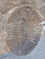 Ogyginus corndensis (MURCHISON 1839) - Bild © FossNet FossilienStore